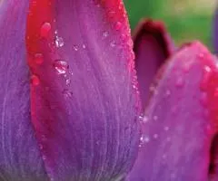 Tulip Triumph Pittsburgh 10/11, Bulbs and Corms, 30 pcs.