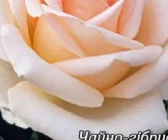 Rose bare-root Versilia class A, Seedlings, 8 pcs.