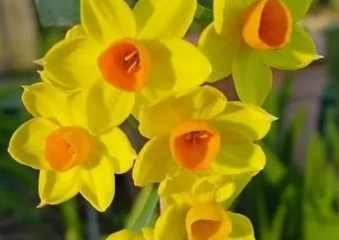 Narcissus multiflowering Grand Soleil d'Or 13/15 (cape 3 pcs), Bulbs and corms, 3 pcs