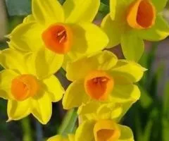 Narcissus multiflowering Grand Soleil d'Or 13/15 (cape 3 pcs), Bulbs and corms, 3 pcs