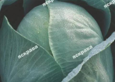Капуста белокочанная Кам'яна голова 5 г, Семена овощей, 10 шт.