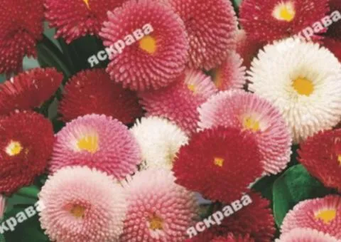 Маргаритка махрова суміш 0.1 г, Насіння квітів, 20 шт.