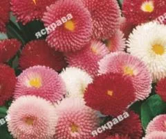 Маргаритка махрова суміш 0.1 г, Насіння квітів, 20 шт.