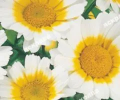 Ромашка садова великоквіткова Біло-жовта 0.3 г, Насіння квітів, 20 шт.
