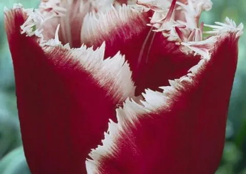 Tulip Fringed Canasta 10/11, Bulbs and Corms, 30 pcs.