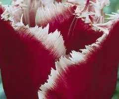 Tulip Fringed Canasta 10/11, Bulbs and Corms, 30 pcs.