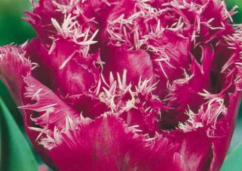 Tulip Fringed Louvre 10/11, Bulbs and Bulbils, 30 pcs