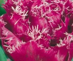 Tulip Fringed Louvre 10/11, Bulbs and Bulbils, 30 pcs