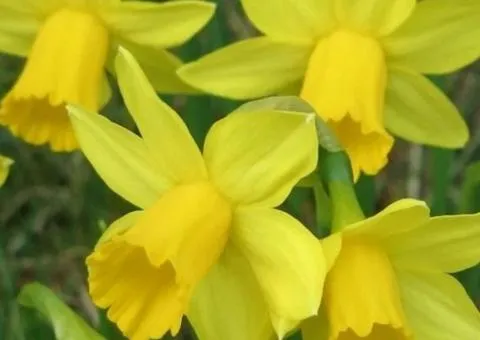 Daffodil miniature Threvitian 10/12, Bulbs and corms, 3 pcs.