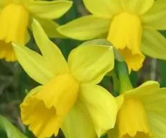 Daffodil miniature Threvitian 10/12, Bulbs and corms, 3 pcs.