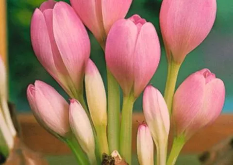 Colchicum Cilicicum 18/20, Bulbs and corms, 5 pcs.