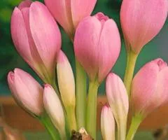 Colchicum Cilicicum 18/20, Bulbs and corms, 5 pcs.