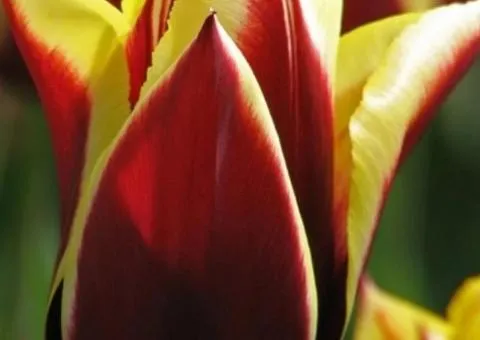 Tulip Triumph Gavota 10/11, Bulbs and Corms, 30 pcs