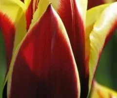 Tulip Triumph Gavota 10/11, Bulbs and Corms, 30 pcs