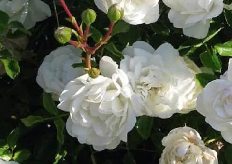 Climbing rose 'Mont Blanc' class A, Seedlings, 8 pcs.