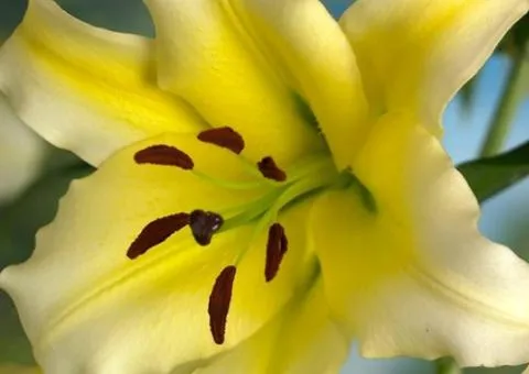 Lily OT hybrid giant Conca d'or 12/14, Bulbs and corms, 10 pcs