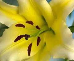 Lily OT hybrid giant Conca d'or 12/14, Bulbs and corms, 10 pcs