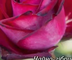 Rose ch/g Gospel Class A, Seedlings, 8 pcs.