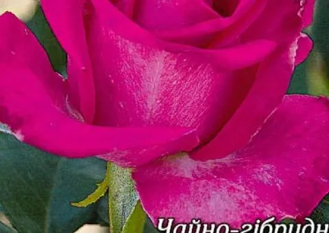 Rose Topaz black-rooted class A, Seedlings, 8 pcs