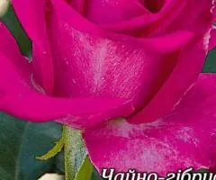 Rose Topaz black-rooted class A, Seedlings, 8 pcs