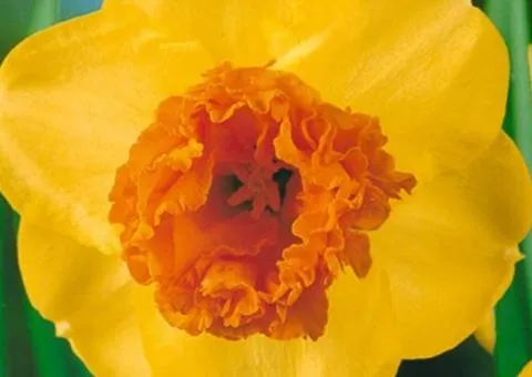 Narcissus (corona) 'Modern Art' double corona 10/12 (capers 3 pcs), Bulbs and corms, 3 pcs.