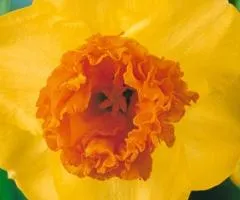 Narcissus (corona) 'Modern Art' double corona 10/12 (capers 3 pcs), Bulbs and corms, 3 pcs.