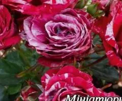 Border rose Arrow Folies class A, Seedlings, 8 pcs.