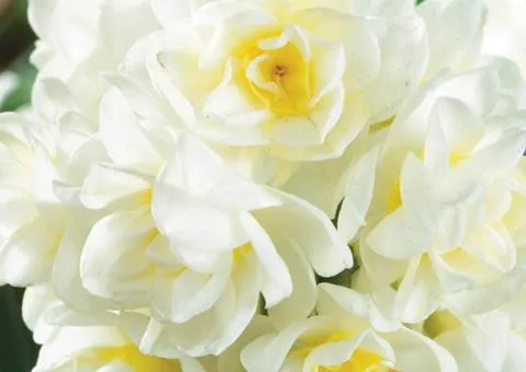 Narcissus (multiflower) Erlicheer 13/15 (capers 3 pcs), Bulbs and corms, 3 pcs.
