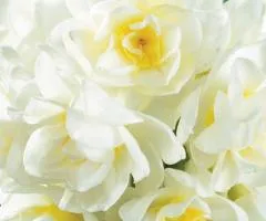 Narcissus (multiflower) Erlicheer 13/15 (capers 3 pcs), Bulbs and corms, 3 pcs.