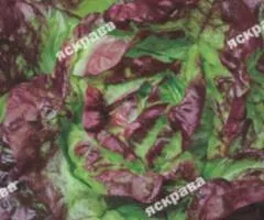 Салат Чотири Сезони 1 г, Насіння овочів, 20 шт.