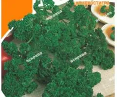 Петрушка кудрявая Парамаунт 10 г, Семена овощей, 10 шт.