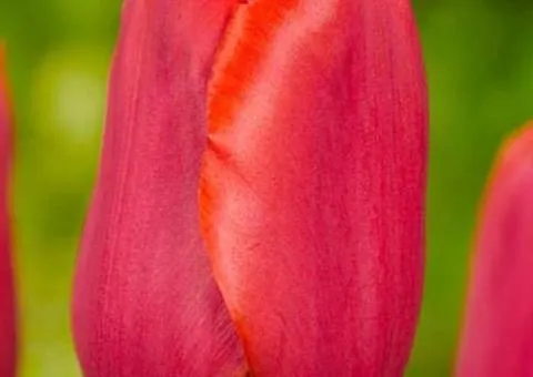 Tulip Triumph Bastogne 10/11, Bulbs and Tubers, 30 pcs.