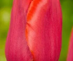 Tulip Triumph Bastogne 10/11, Bulbs and Tubers, 30 pcs.