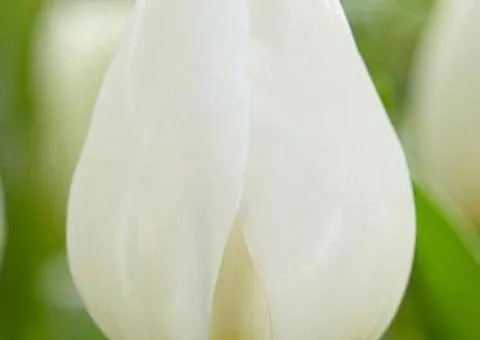 Tulip Triumph Silver Dollar 10/11, Bulbs and Corms, 30 pcs