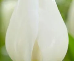 Tulip Triumph Silver Dollar 10/11, Bulbs and Corms, 30 pcs