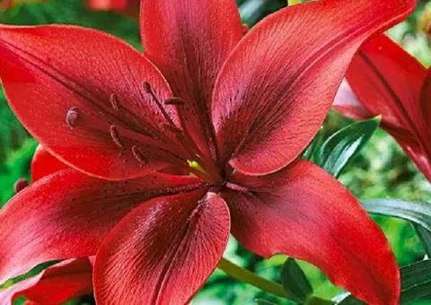 Lily Asian Nerone 14/16, Bulbs and Tubers, 10 pcs