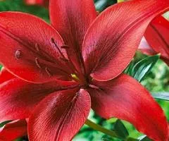 Lily Asian Nerone 14/16, Bulbs and Tubers, 10 pcs