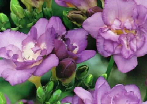 Freesia Simple Blue, Bulbs and Tubers, 100 pcs