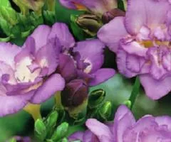 Freesia Simple Blue, Bulbs and Tubers, 100 pcs