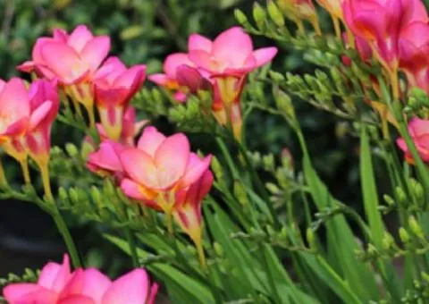 Freesia simple Rose, Bulbs and corms, 100 pcs.