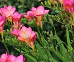 Freesia simple Rose, Bulbs and corms, 100 pcs.