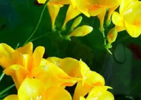Freesia simple Yellow, Bulbs and corms, 100 pcs.