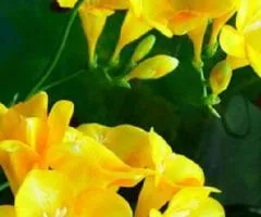 Freesia simple Yellow, Bulbs and corms, 100 pcs.