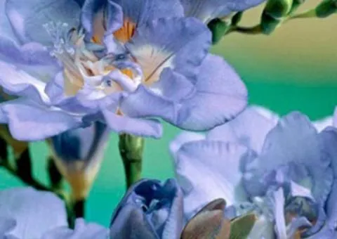 Double freesia Blue, Bulbs and corms, 100 pcs.