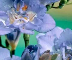 Double freesia Blue, Bulbs and corms, 100 pcs.