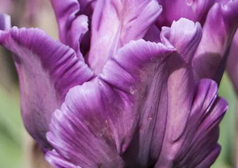 Tulip Parrot Blue Parrot 10/11, Bulbs and Bulbous Plants, 30 pcs.