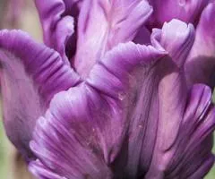 Tulip Parrot Blue Parrot 10/11, Bulbs and Bulbous Plants, 30 pcs.