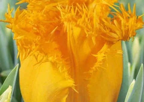 Tulip Fringed Hamilton 10/11, Bulbs and Corms, 30 pcs