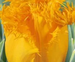 Tulip Fringed Hamilton 10/11, Bulbs and Corms, 30 pcs