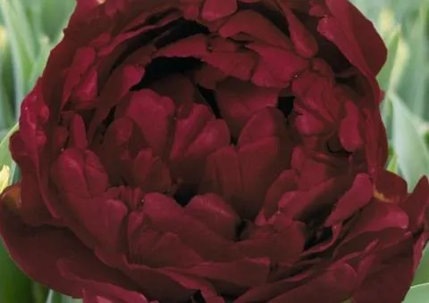 Tulip Double Antraciet 10/11, Bulbs and corms, 30 pcs.